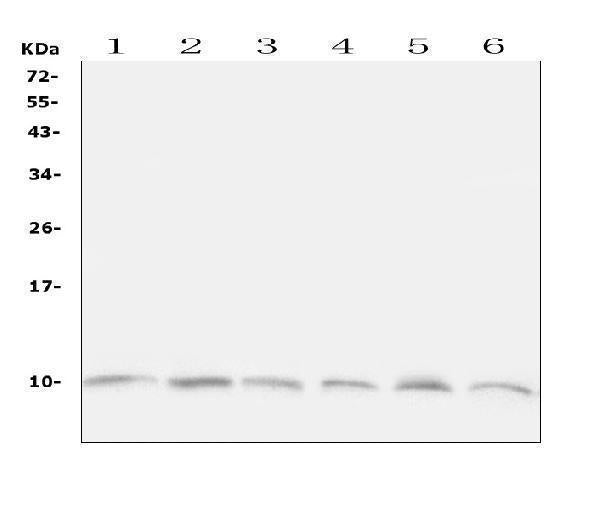 Anti-Ubiquitin/UBB Antibody Picoband®