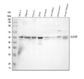 Anti-AAMP CCL18 Antibody Picoband®