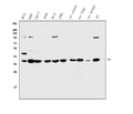 Anti-Annexin A1/ANXA1 Antibody Picoband®