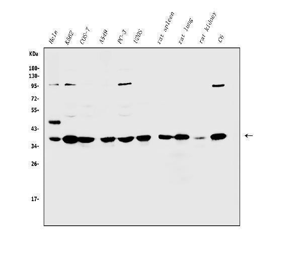 Anti-Annexin A1/ANXA1 Antibody Picoband®