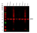 Anti-APE1/APEX1 Antibody Picoband®