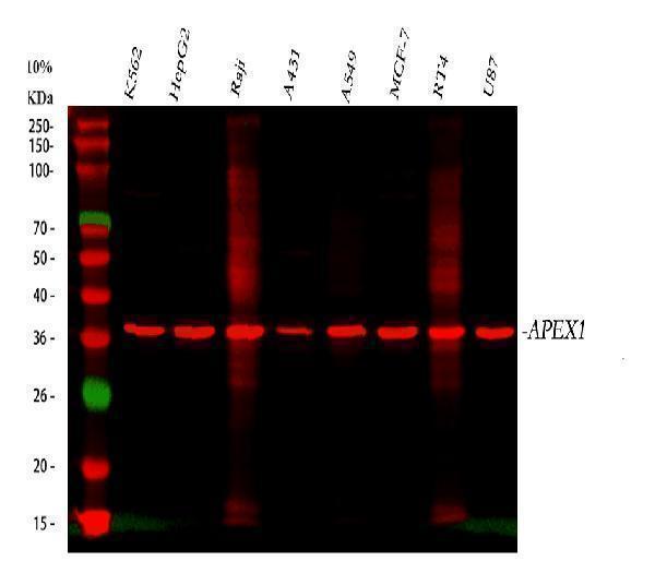 Anti-APE1/APEX1 Antibody Picoband®