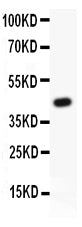 Anti-HIF1 beta/ARNT Antibody Picoband®
