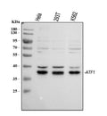Anti-ATF1 Antibody Picoband®