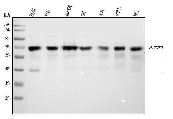 Anti-ATF2 Antibody Picoband®