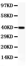 Anti-MCL1 Antibody Picoband®
