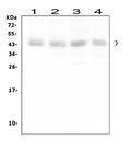 Anti-Bmi1 Antibody Picoband®