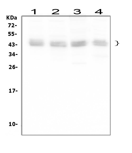 Anti-Bmi1 Antibody Picoband®
