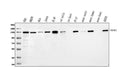 Anti-Bub1 AAMP Antibody Picoband®