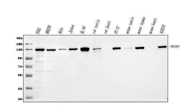 Anti-Bub1 AAMP Antibody Picoband®