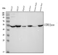 Anti-SynCAM/CADM1 Antibody Picoband®