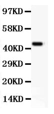 Anti-CD11b/ITGAM Antibody Picoband®