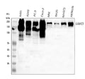 Anti-Laminin/Lamc1/Lamc2/Lamc3 Antibody Picoband®