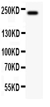 Anti-MUC4 Antibody Picoband®