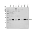 Anti-MyD88 Antibody Picoband®