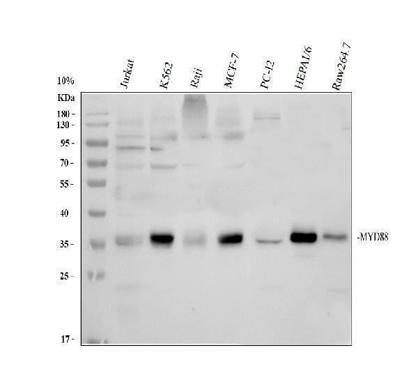 Anti-MyD88 Antibody Picoband®