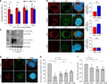 Anti-NFkB/NFKB1 p105/p50 Antibody Picoband®