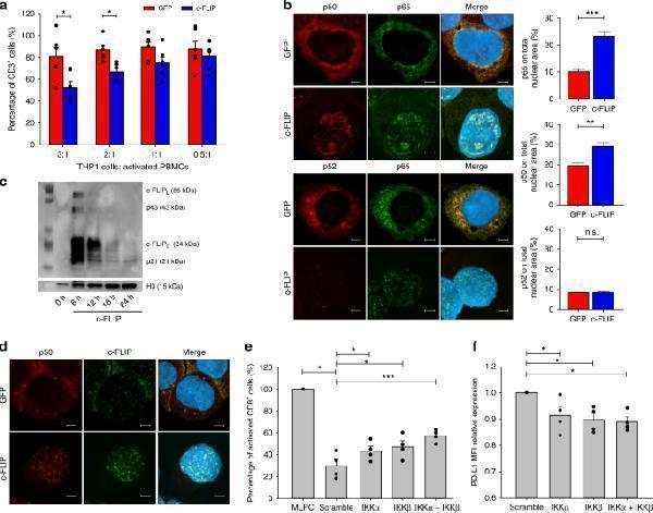 Anti-NFkB/NFKB1 p105/p50 Antibody Picoband®