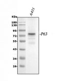 Anti-p63/TP63 Antibody Picoband®