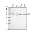 Anti-Perforin/PRF1 Antibody Picoband®