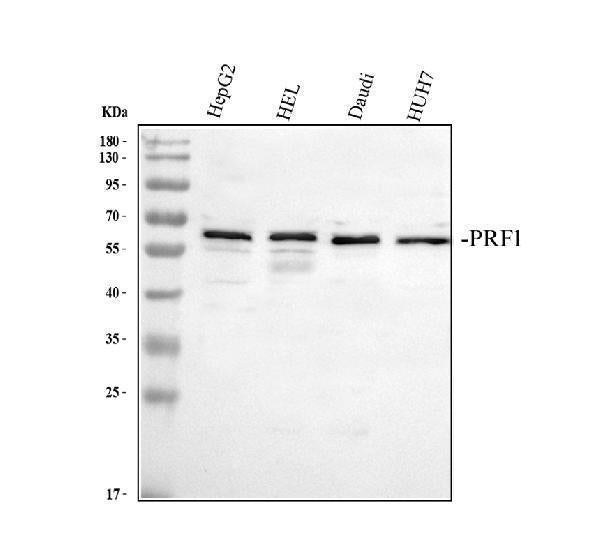 Anti-Perforin/PRF1 Antibody Picoband®