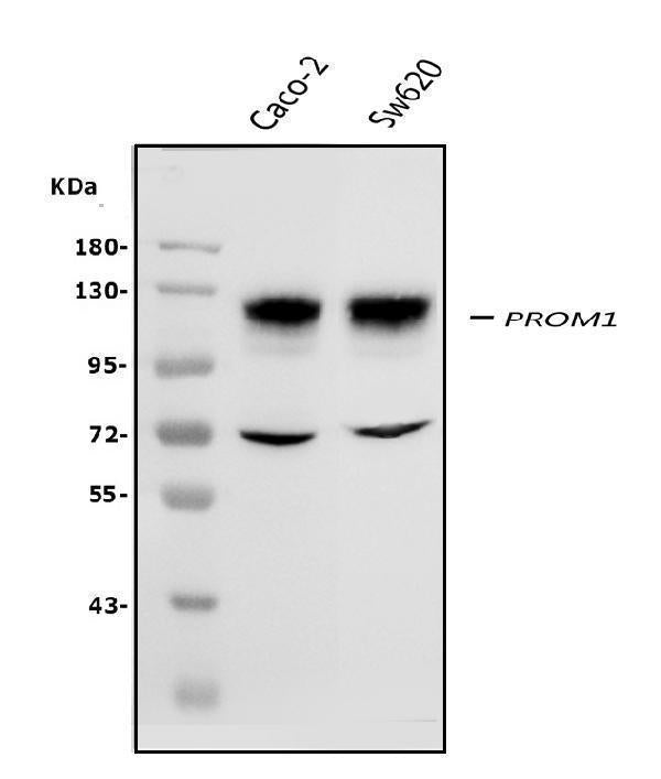 Anti-PROM1 Antibody Picoband®