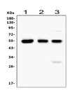 Anti-RUNX1/AML1 Antibody Picoband®