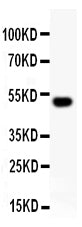 Anti-RUNX2 Antibody Picoband®