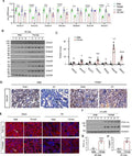 Anti-SIRT1 Antibody Picoband®