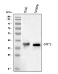 Anti-SIRT2 Antibody Picoband®