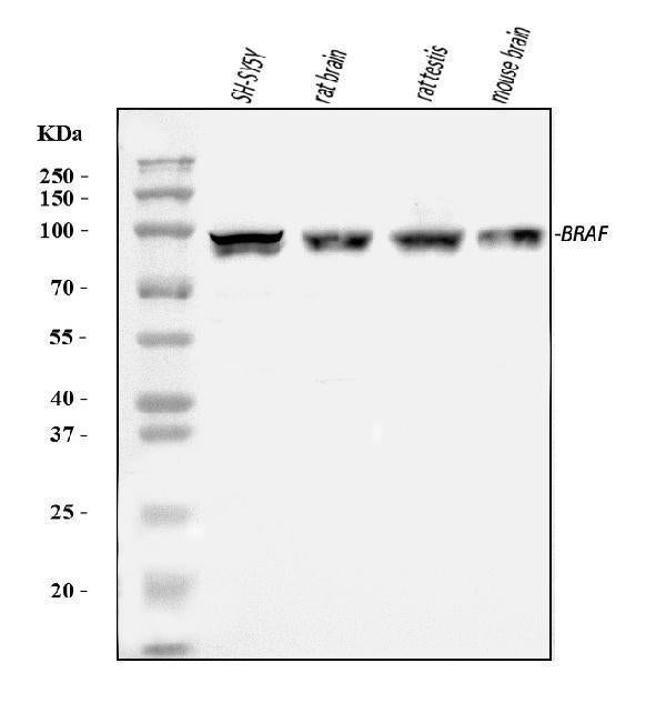 Anti-B Raf/BRAF Antibody Picoband®