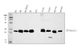 Anti-Caveolin-1/CAV1 Antibody Picoband®