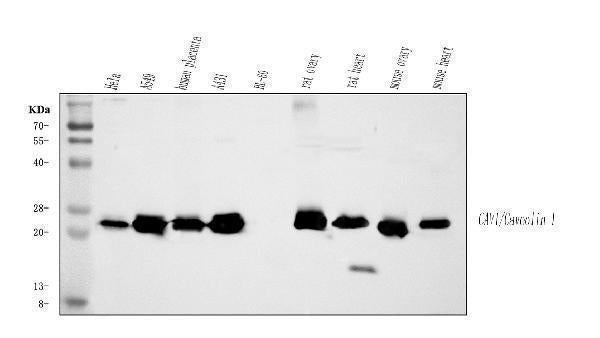 Anti-Caveolin-1/CAV1 Antibody Picoband®