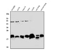 Anti-Caveolin-2/CAV2 Antibody Picoband®