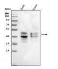 Anti-CD79a Antibody Picoband®