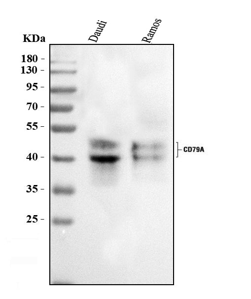 Anti-CD79a Antibody Picoband®
