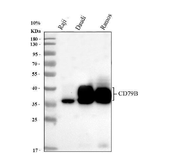 Anti-CD79b Antibody Picoband®