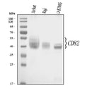 Anti-CD82 Antibody Picoband®