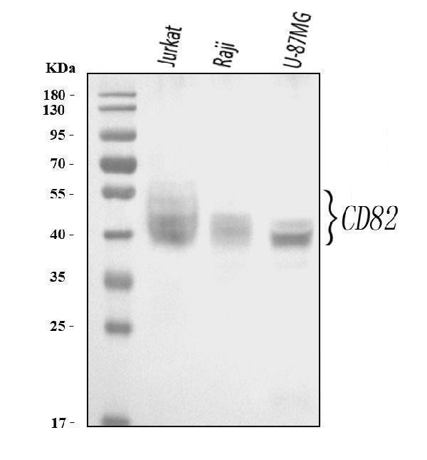 Anti-CD82 Antibody Picoband®