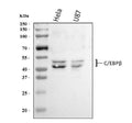 Anti-CEBP Beta/CEBPB Antibody Picoband®