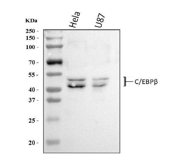Anti-CEBP Beta/CEBPB Antibody Picoband®