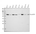 Anti-Decorin/DCN Antibody Picoband®