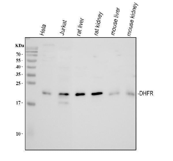 Anti-Dihydrofolate reductase (DHFR) Antibody Picoband®