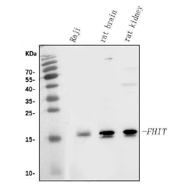 Anti-FHIT Antibody Picoband®