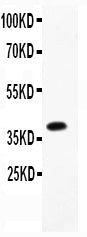 Anti-Furin Antibody Picoband®