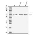 Anti-GAD67/GAD1 Antibody Picoband®