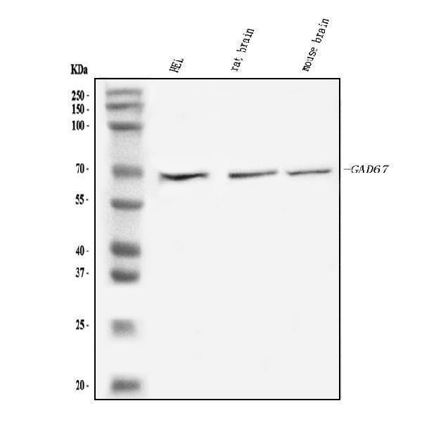 Anti-GAD67/GAD1 Antibody Picoband®