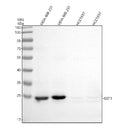 Anti-GST3/GST pi/GSTP1 Antibody Picoband®