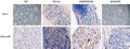 Anti-Caspase-3/CASP3 Antibody Picoband®