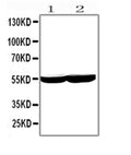Anti-Cytochrome P450 2E1/CYP2E1 Antibody Picoband®